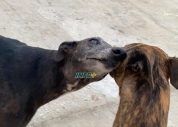 Una perra raza galgo murió por envenenamiento en San Genaro