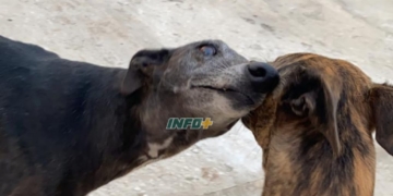 Una perra raza galgo murió por envenenamiento en San Genaro