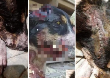 Atroz ataque a un perro en Oliveros: quedó desfigurado y fue operado de urgencia