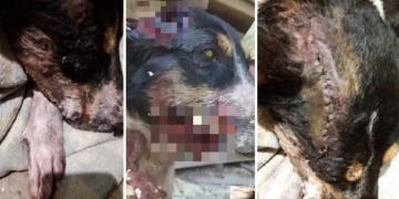 Atroz ataque a un perro en Oliveros: quedó desfigurado y fue operado de urgencia