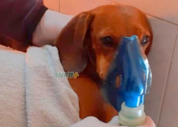 Incendio en Maciel: la policía reanimó a un perrito y junto a otro lograron sobrevivir