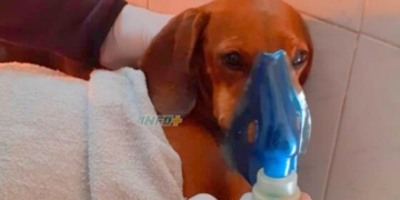 Incendio en Maciel: la policía reanimó a un perrito y junto a otro lograron sobrevivir