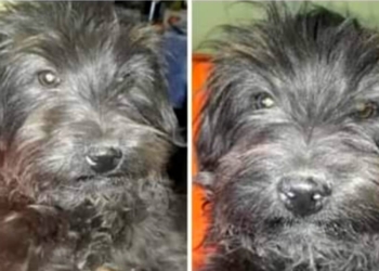 Le robaron a «Rulo» en Oliveros y pide ayuda: «Me vio y le grité, pero se lo llevó igual»