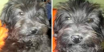 Le robaron a «Rulo» en Oliveros y pide ayuda: «Me vio y le grité, pero se lo llevó igual»