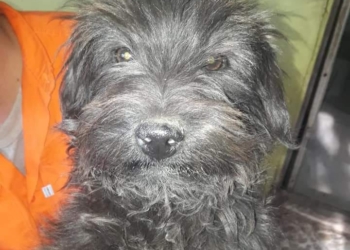 Devolvieron a «Rulo»: el perrito de Oliveros ya está en su casa