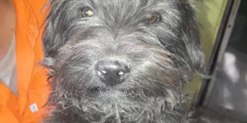 Devolvieron a «Rulo»: el perrito de Oliveros ya está en su casa