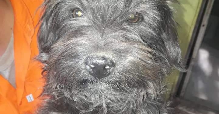 Devolvieron a «Rulo»: el perrito de Oliveros ya está en su casa