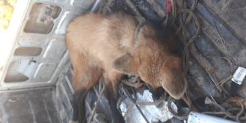 Chocaron un aguará guazú entre Díaz y Monje: un joven lo puso a salvo