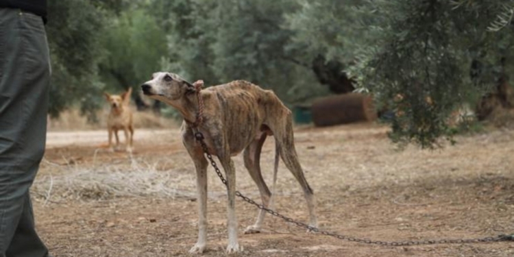 Maltrato animal: rescataron a 9 galgos en mal estado, sin agua ni comida