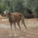 Maltrato animal: rescataron a 9 galgos en mal estado, sin agua ni comida