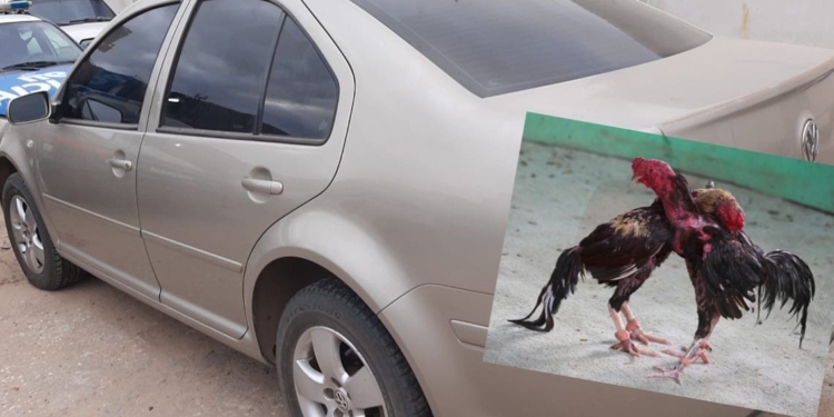 Realizaban una riña de gallos: persecución y un hombre detenido
