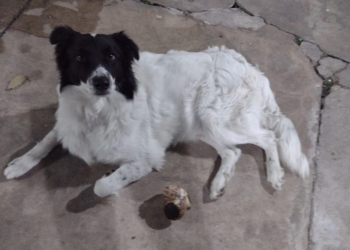 Triste final: murió atropellado el perrito que era buscado tras el accidente en autopista