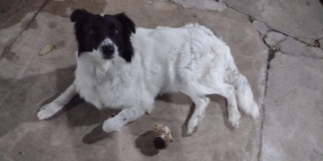 Triste final: murió atropellado el perrito que era buscado tras el accidente en autopista