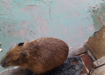 Se extravió un carpincho en Oliveros: lo habían rescatado y adoptado como mascota