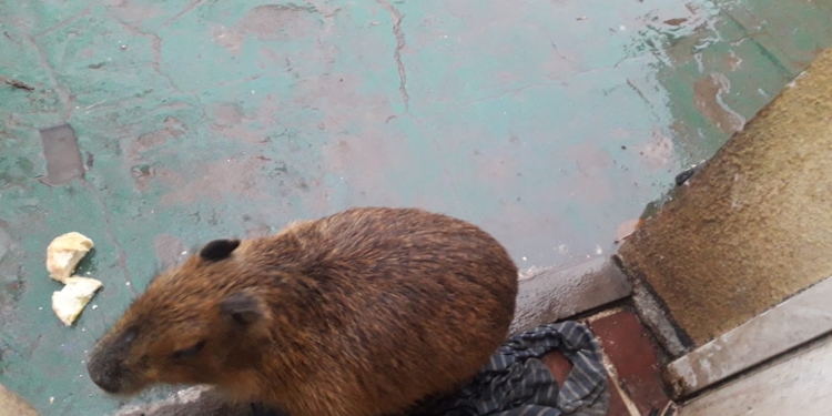 Se extravió un carpincho en Oliveros: lo habían rescatado y adoptado como mascota