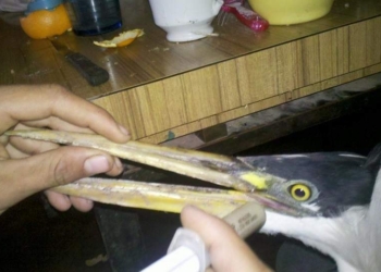 Encontraron una garza en Puerto Aragón con una herida de bala de aire comprimido