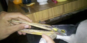 Encontraron una garza en Puerto Aragón con una herida de bala de aire comprimido