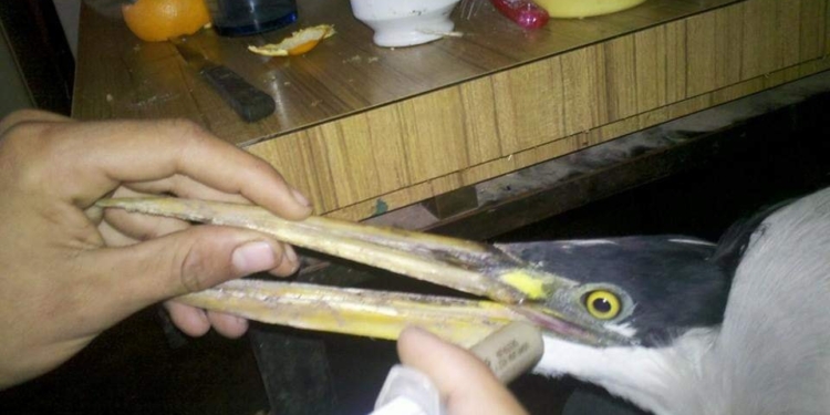 Encontraron una garza en Puerto Aragón con una herida de bala de aire comprimido