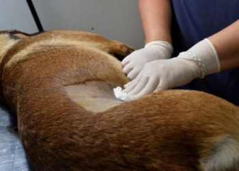 Totoras y Barrancas anunciaron nuevas castraciones masivas y gratuitas