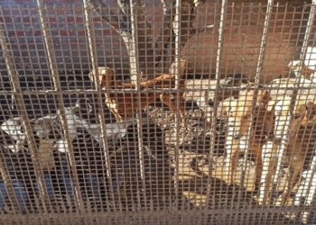 Rescataron a 27 galgos de una vivienda por maltrato animal