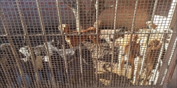 Rescataron a 27 galgos de una vivienda por maltrato animal