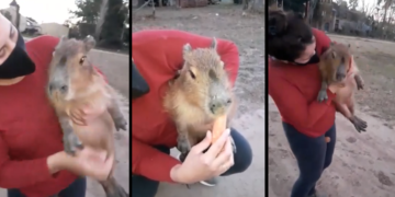 Alegría en Oliveros: encontraron a «Saray», la carpincha extraviada