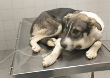 Urgencia y compromiso: salvaron a un perro atacado por una serpiente en la isla 