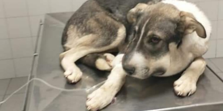 Urgencia y compromiso: salvaron a un perro atacado por una serpiente en la isla 