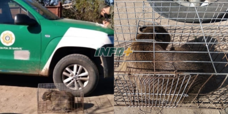 Monje: Los Pumas incautaron un carpincho que mantenían en cautiverio