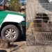 Monje: Los Pumas incautaron un carpincho que mantenían en cautiverio