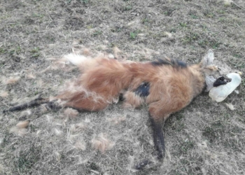 Puerto Aragón: encontraron muerto a un Aguará Guazú con proyectiles en su cuerpo