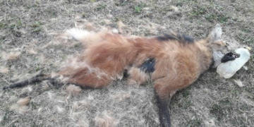 Puerto Aragón: encontraron muerto a un Aguará Guazú con proyectiles en su cuerpo