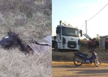 Bomberos rescataron a un caballo que cayó a un pozo en Centeno