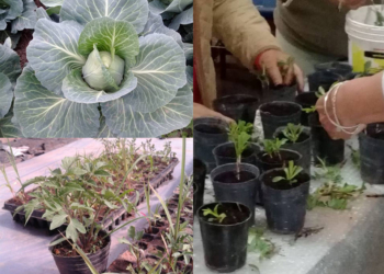 El CEA de San Genaro prepara una nueva feria con demostración de danzas folclóricas