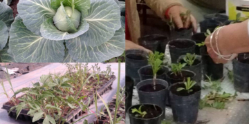 El CEA de San Genaro prepara una nueva feria con demostración de danzas folclóricas