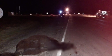 Dos novillos sueltos en Ruta 34 murieron atropellados por un camión