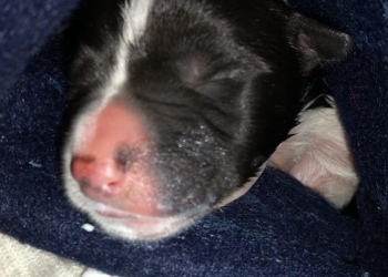 Rescataron a un perrito de una bolsa de basura, aún con el cordón umbilical