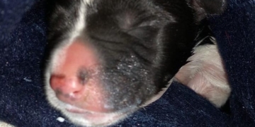 Rescataron a un perrito de una bolsa de basura, aún con el cordón umbilical