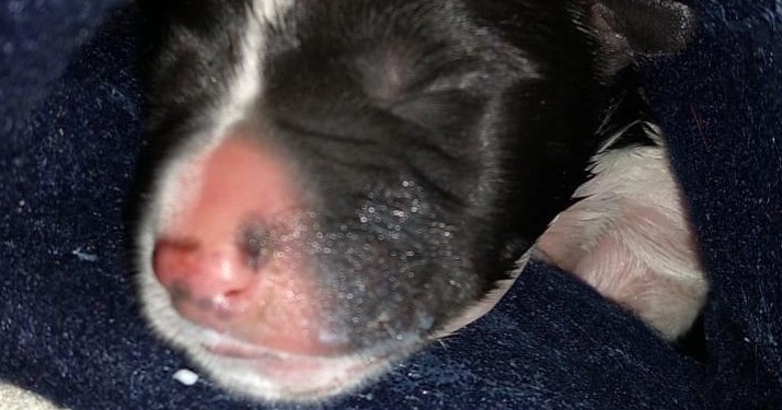 Rescataron a un perrito de una bolsa de basura, aún con el cordón umbilical