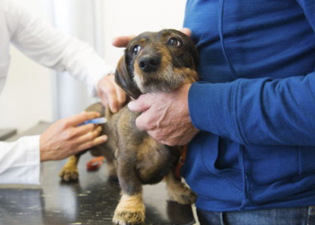 Además de castración, Barrancas lanzó una campaña de vacunación antirrábica