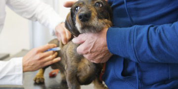 Además de castración, Barrancas lanzó una campaña de vacunación antirrábica