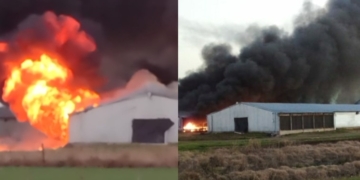 Una estufa desató un impresionante incendio en un criadero de pollos