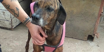 Murió una perra del refugio de Totoras: «No encontramos una familia a tiempo»