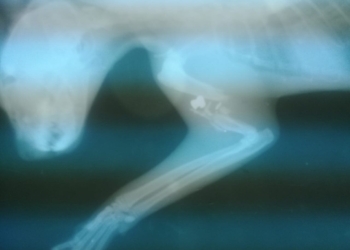 Atacaron a una gatita con un rifle en Totoras: le rompieron un hueso