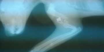 Atacaron a una gatita con un rifle en Totoras: le rompieron un hueso