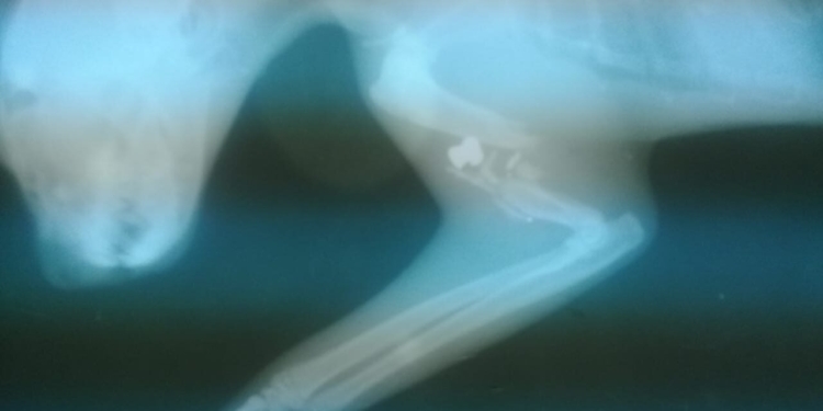 Atacaron a una gatita con un rifle en Totoras: le rompieron un hueso