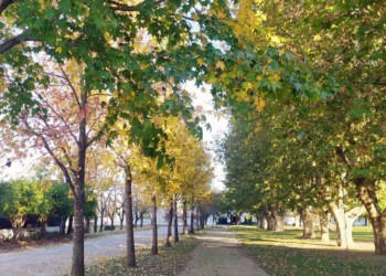 Arbolado en Barrancas: invitan a solicitar un ejemplar en la comuna
