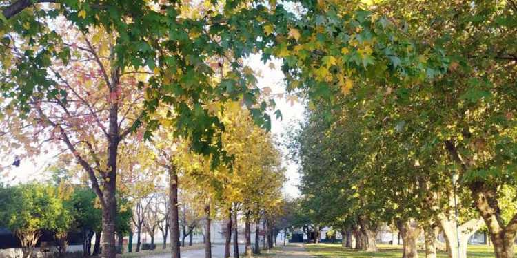 Arbolado en Barrancas: invitan a solicitar un ejemplar en la comuna