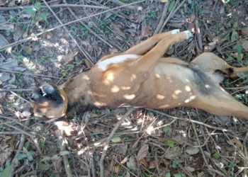 Inhumano: ahorcaron a un perro con un alambre en Maciel