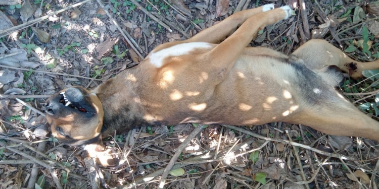 Inhumano: ahorcaron a un perro con un alambre en Maciel